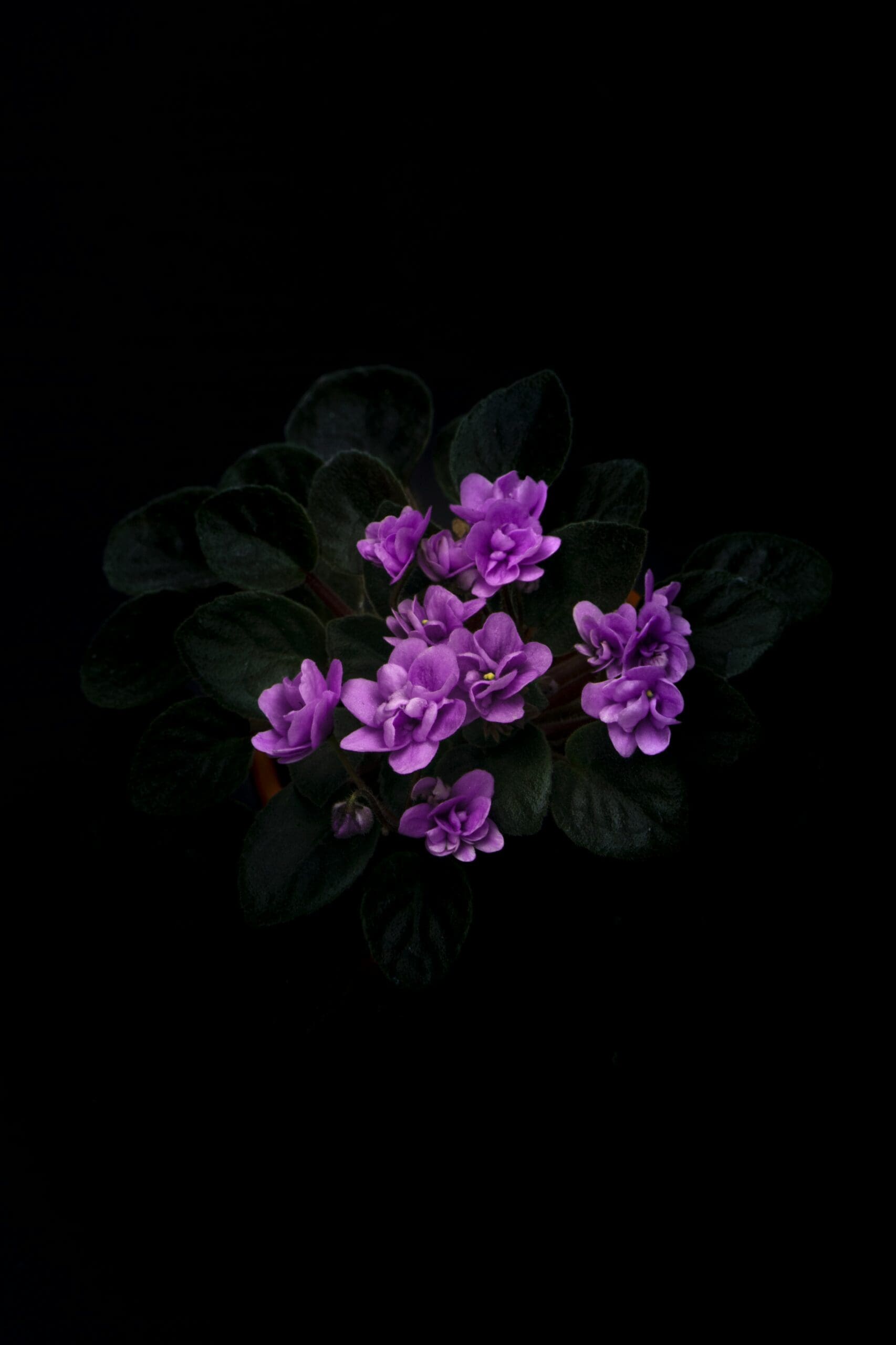 growth